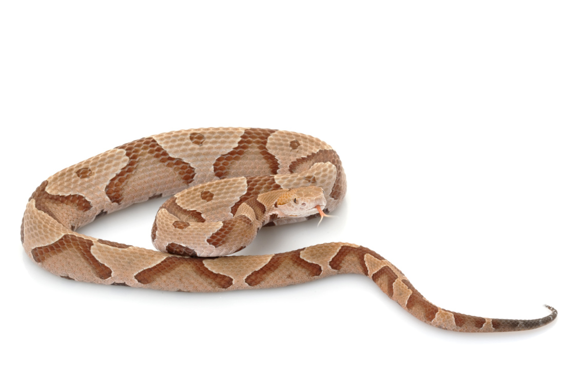 Snakes: Understand them, avoid them - AgriLife Today