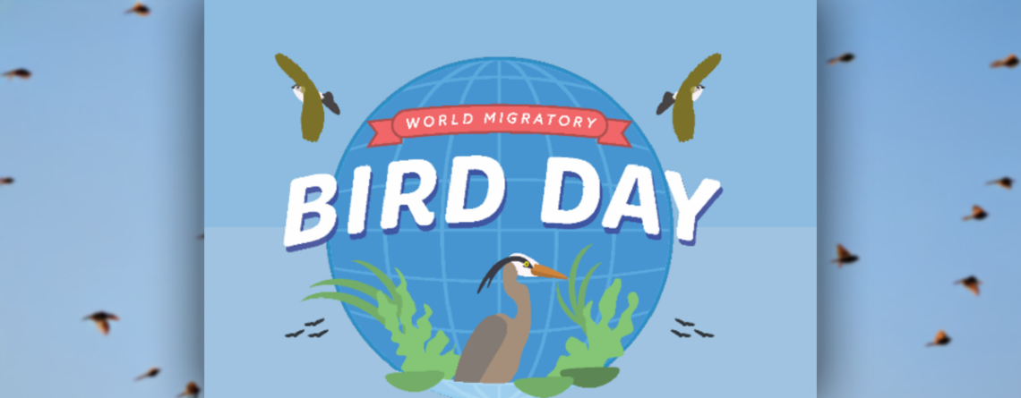 World Migratory Bird Day on MAY 10th